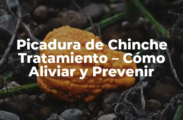 Picadura de Chinche Tratamiento – Cómo Aliviar y Prevenir