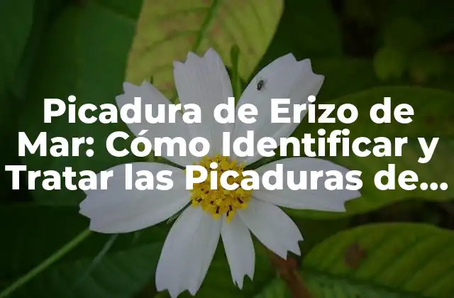 Picadura de Erizo de Mar: Cómo Identificar y Tratar las Picaduras de Estos Animales Marinos