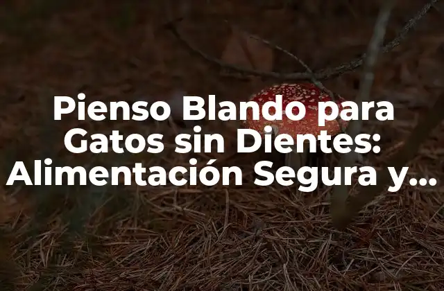 Pienso Blando para Gatos sin Dientes: Alimentación Segura y Saludable