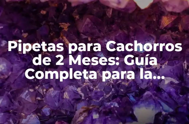 Pipetas para Cachorros de 2 Meses: Guía Completa para la Alimentación