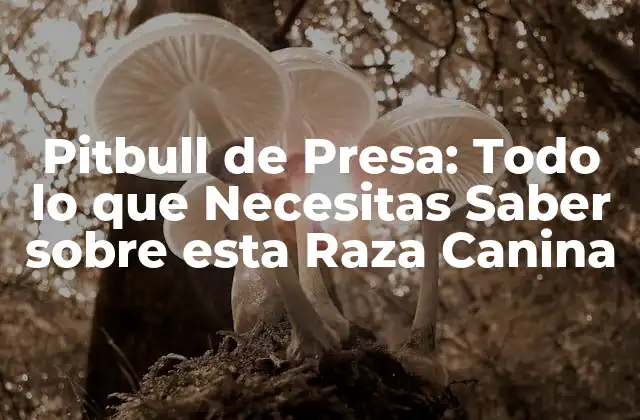 Pitbull de Presa: Todo Lo que Necesitas Saber sobre Esta Raza Canina