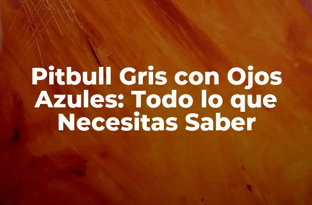 Pitbull Gris con Ojos Azules: Todo Lo que Necesitas Saber