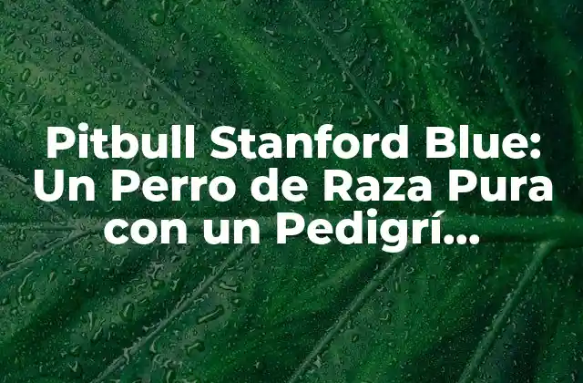 Pitbull Stanford Blue: un Perro de Raza Pura con un Pedigrí Impresionante