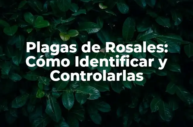 Plagas de Rosales: Cómo Identificar y Controlarlas