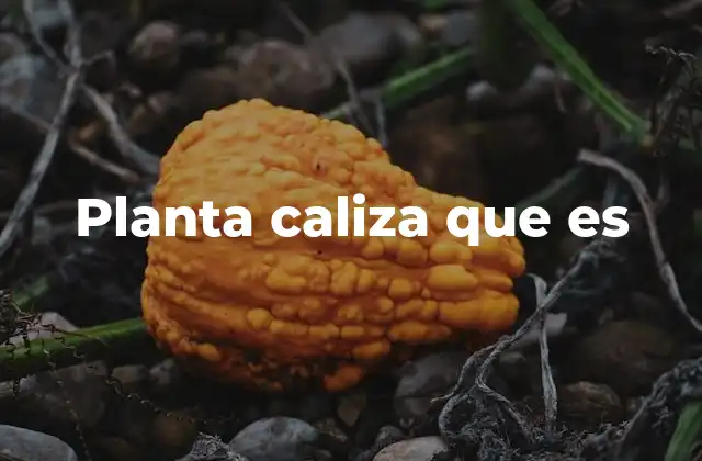 Planta Caliza que es