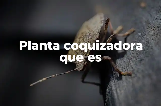 Planta Coquizadora que es