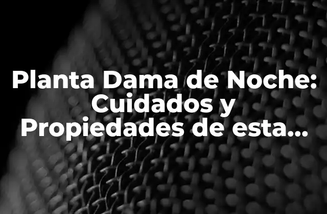Planta Dama de Noche: Cuidados y Propiedades de Esta Hermosa Flor