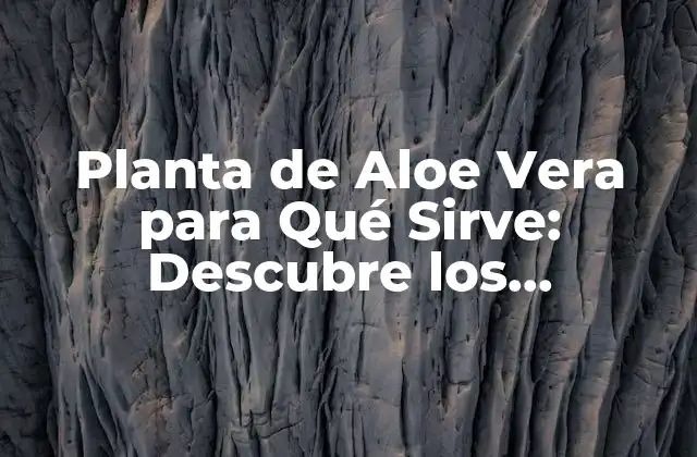 Planta de Aloe Vera para Qué Sirve: Descubre los Beneficios de Esta Maravillosa Planta