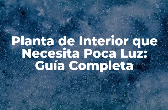 Planta de Interior que Necesita Poca Luz: Guía Completa