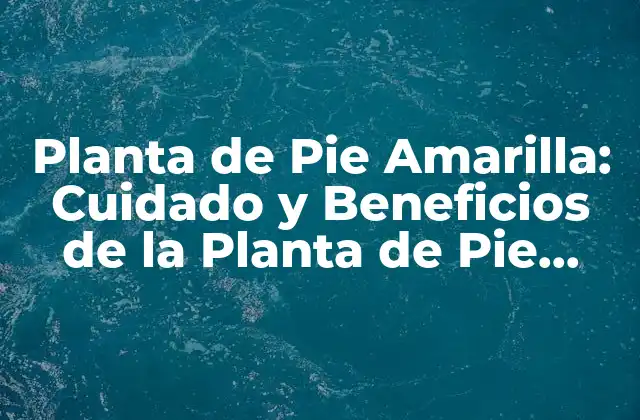 Planta de Pie Amarilla: Cuidado y Beneficios de la Planta de Pie Amarilla
