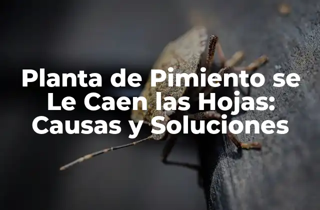 Planta de Pimiento Se Le Caen las Hojas: Causas y Soluciones