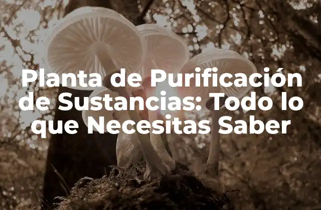 Planta de Purificación de Sustancias: Todo Lo que Necesitas Saber
