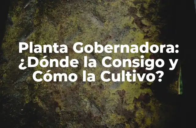 Planta Gobernadora: ¿dónde la Consigo y Cómo la Cultivo?