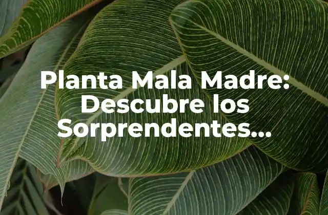 Planta Mala Madre: Descubre los Sorprendentes Beneficios de Esta Hierba
