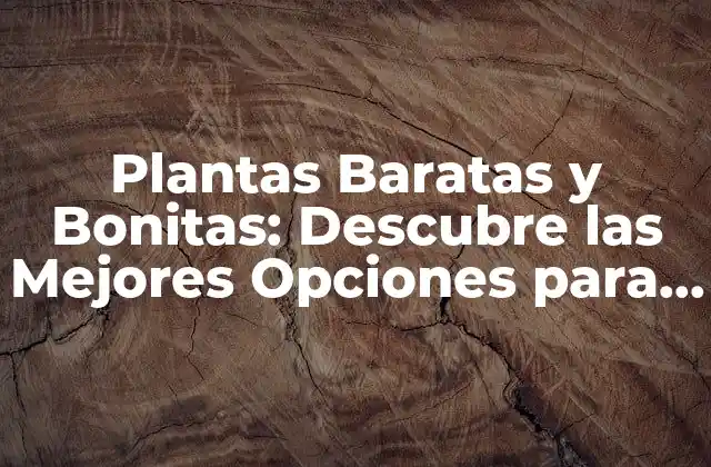 Plantas Baratas y Bonitas: Descubre las Mejores Opciones para Decorar Tu Hogar