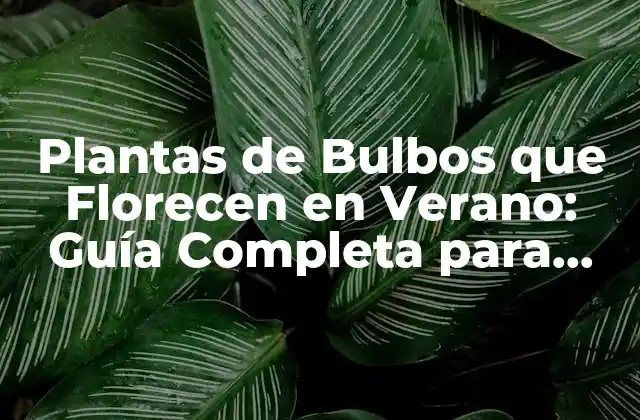 Plantas de Bulbos que Florecen en Verano: Guía Completa para Jardines de Verano