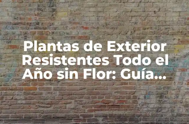 Características de las Plantas de Exterior Resistentes Todo el Año sin Flor