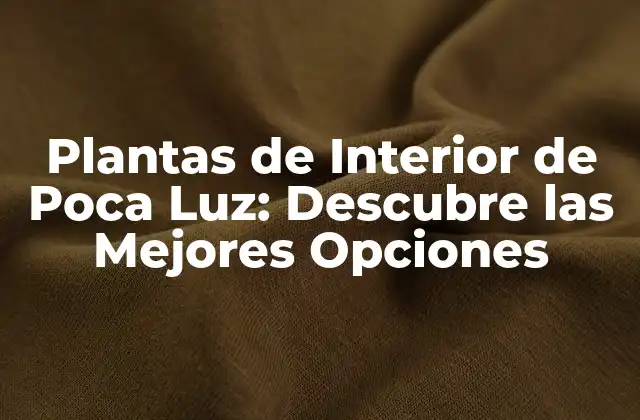 Plantas de Interior de Poca Luz: Descubre las Mejores Opciones
