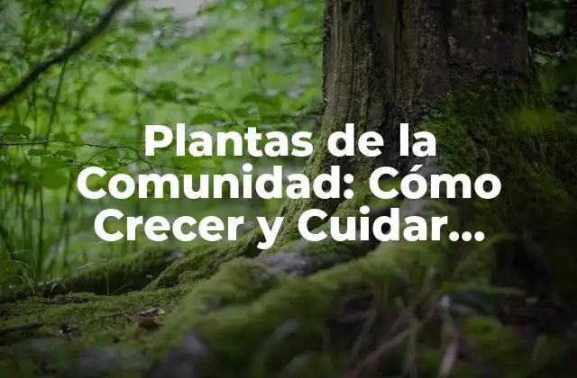 ¿Qué son las Plantas de la Comunidad?
