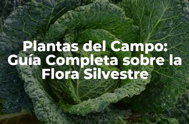 Plantas Del Campo: Guía Completa sobre la Flora Silvestre