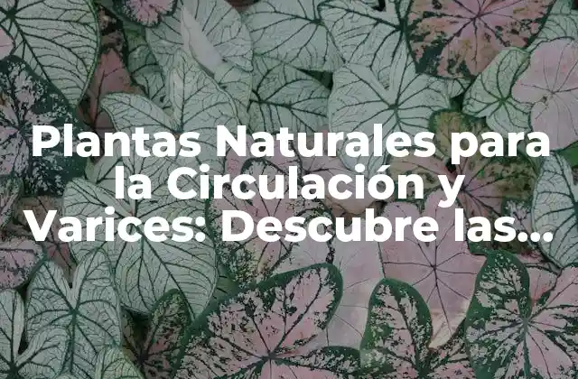 Plantas Naturales para la Circulación y Varices: Descubre las Mejores Opciones