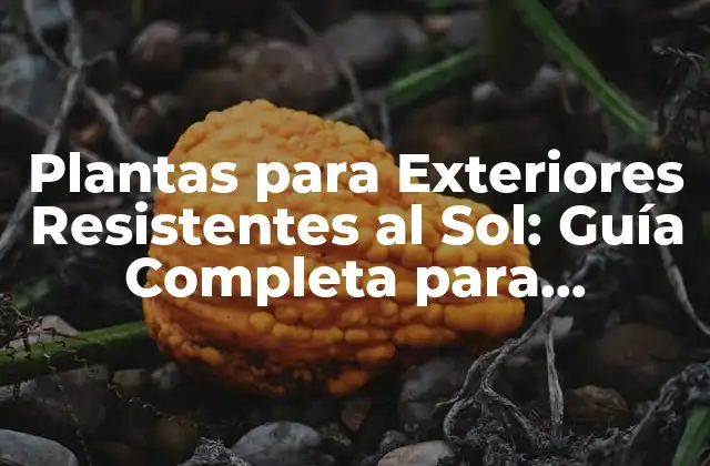 Plantas para Exteriores Resistentes Al Sol: Guía Completa para Jardines de Sol