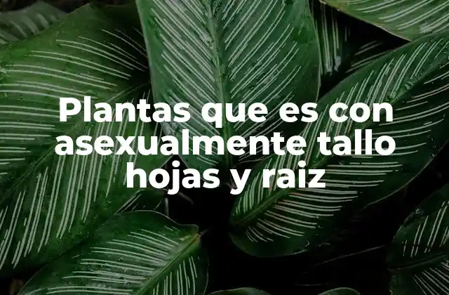 Plantas que es con Asexualmente Tallo Hojas y Raiz