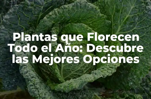 Plantas que Florecen Todo el Año: Descubre las Mejores Opciones