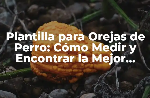 Plantilla para Orejas de Perro: Cómo Medir y Encontrar la Mejor Opción