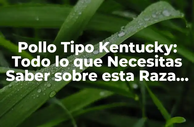 Pollo Tipo Kentucky: Todo Lo que Necesitas Saber sobre Esta Raza de Pollo