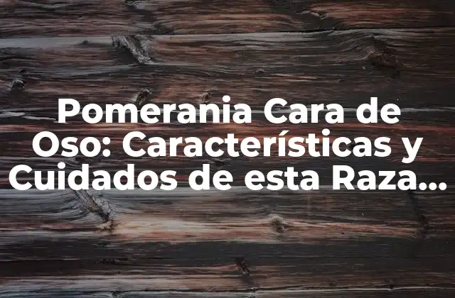 Pomerania Cara de Oso: Características y Cuidados de Esta Raza de Perro