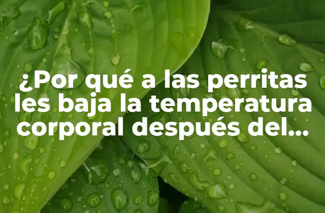 ¿por Qué a las Perritas Les Baja la Temperatura Corporal Después Del Parto?