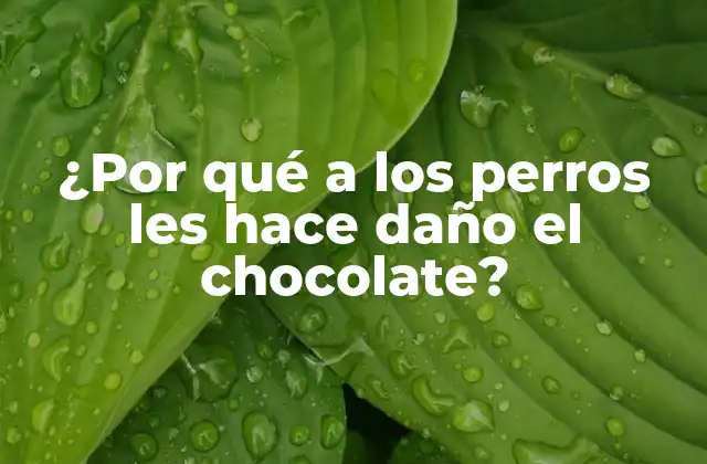 ¿por Qué a los Perros Les Hace Daño el Chocolate?