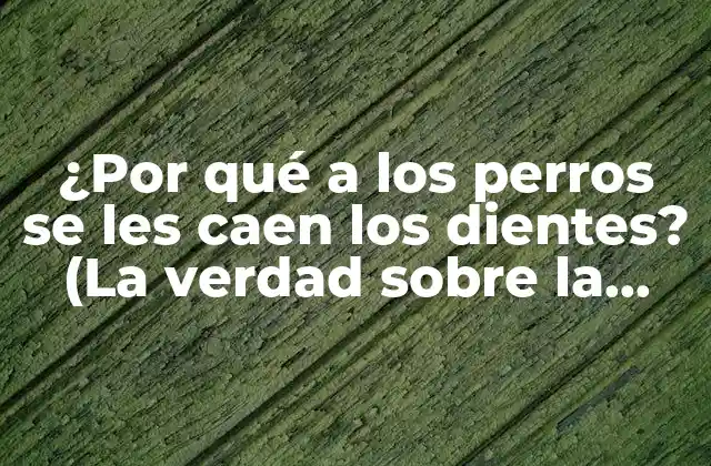 ¿por Qué a los Perros Se Les Caen los Dientes? (la Verdad sobre la Salud Dental Canina)