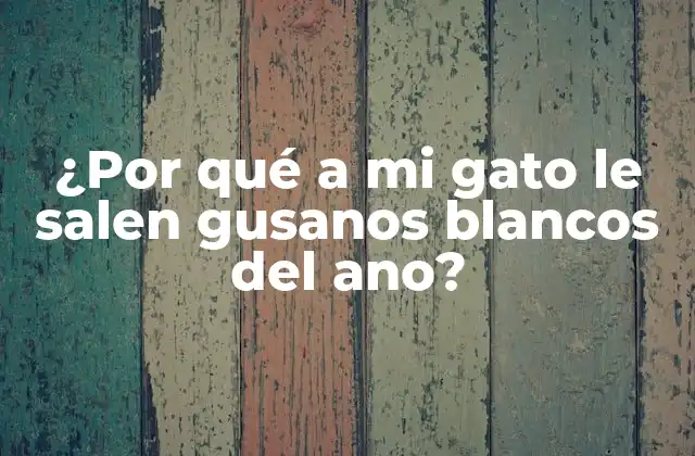 ¿por Qué a Mi Gato Le Salen Gusanos Blancos Del Ano?
