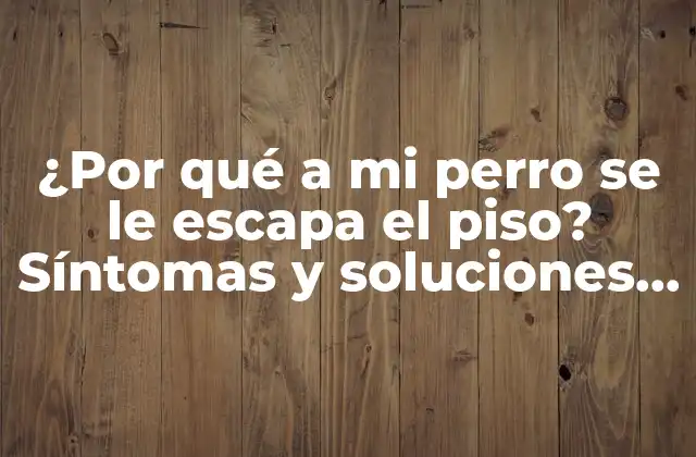 ¿por Qué a Mi Perro Se Le Escapa el Piso? Síntomas y Soluciones para Controlar la Incontinencia Canina