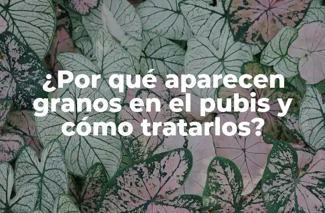 ¿por Qué Aparecen Granos en el Pubis y Cómo Tratarlos?
