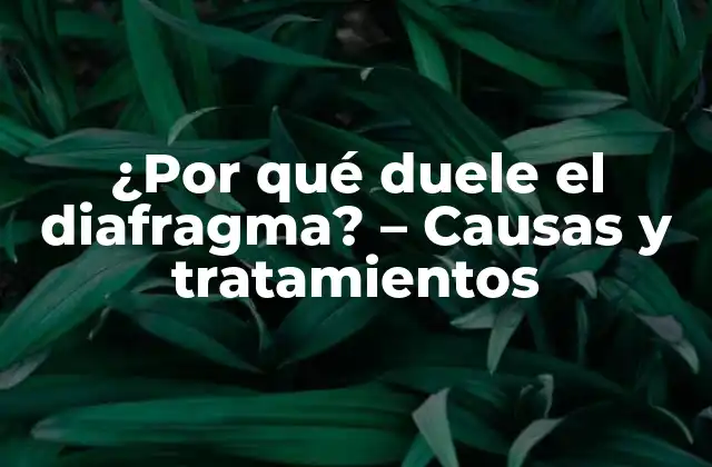 ¿Qué es el diafragma y cómo funciona?