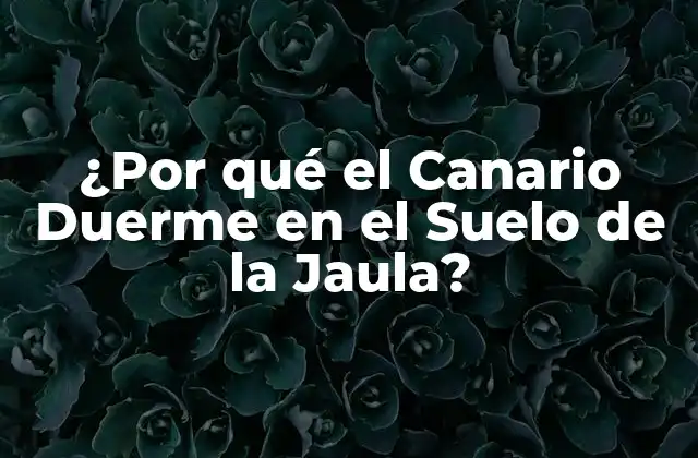 ¿por Qué el Canario Duerme en el Suelo de la Jaula?