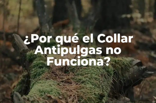 ¿por Qué el Collar Antipulgas No Funciona?