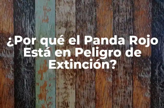 ¿por Qué el Panda Rojo Está en Peligro de Extinción?