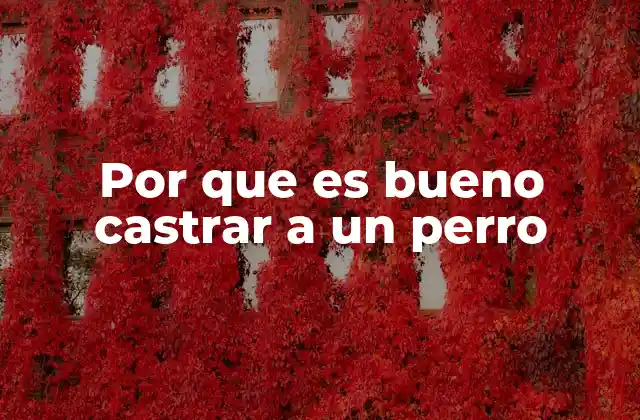 Por que es Bueno Castrar a un Perro