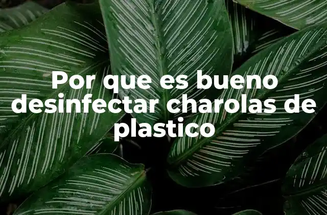 Por que es Bueno Desinfectar Charolas de Plastico 2 La importancia de la higiene en utensilios de cocina