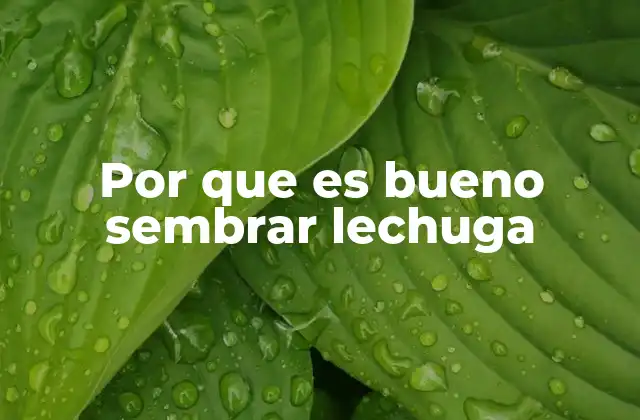Por que es Bueno Sembrar Lechuga