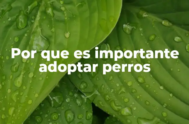 Por que es Importante Adoptar Perros