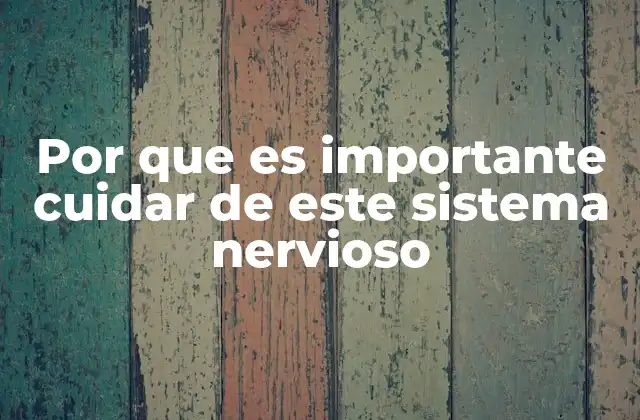 Por que es Importante Cuidar de Este Sistema Nervioso