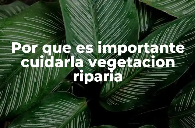 Por que es Importante Cuidarla Vegetacion Riparia