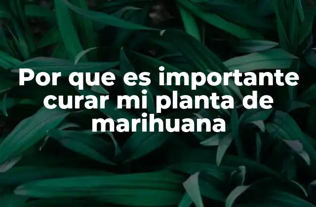 Por que es Importante Curar Mi Planta de Marihuana