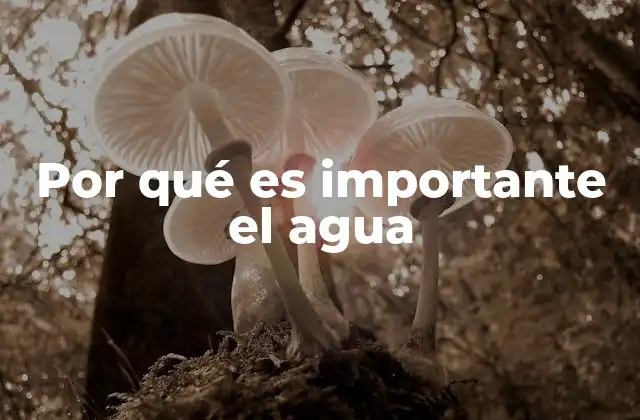 Por Qué es Importante el Agua