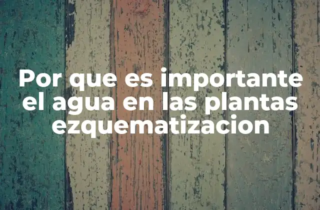 Por que es Importante el Agua en las Plantas Ezquematizacion